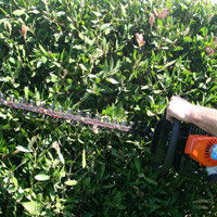Man with hedge trimmer